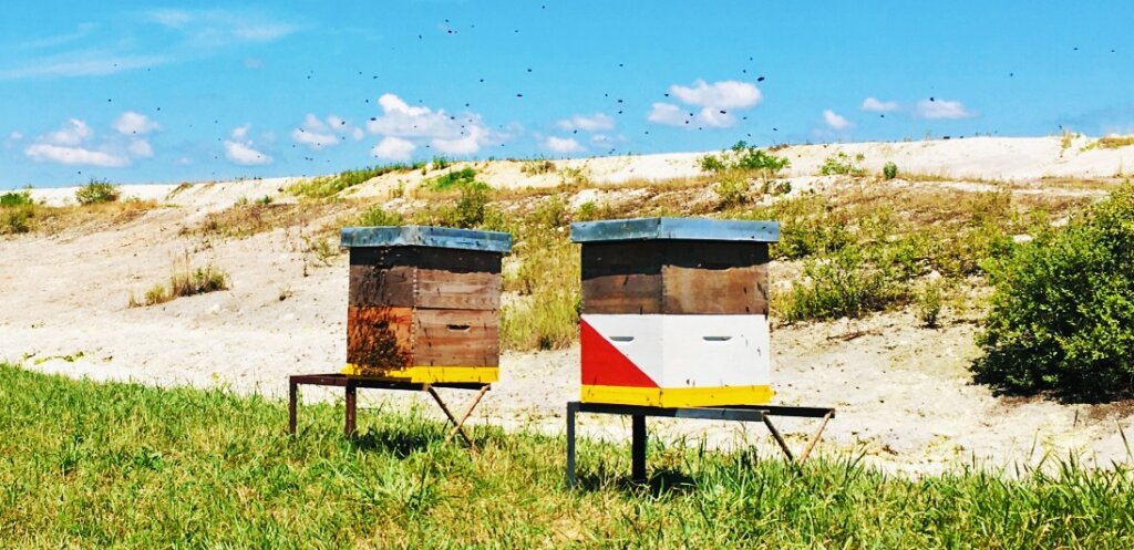 Včelí monitoring nebezpečných banských odpadov v Srbsku – BeeClean